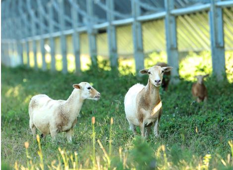 MEDIOAMBIENTE: GESTIÓN AMBIENTAL Y BIODIVERSIDAD